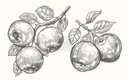 Ilustración de Manzanas en rama con hojas. Bosquejo de cosecha de frutas. Dibujo vintage ilustración vector dibujado a mano - Imagen libre de derechos