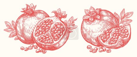 Illustration for Healthy ripe pomegranate with leaves. Fresh tropical fruit. Hand drawn vector illustration - Royalty Free Image