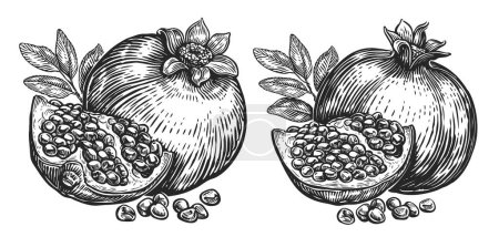 Illustration for Ripe pomegranate fruit, isolated on white background. Hand drawn vintage sketch illustration engraving style - Royalty Free Image