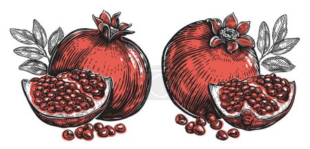 Illustration for Pomegranate with seeds and leaves isolated on white background. Tropical fruit set. Vector illustration - Royalty Free Image