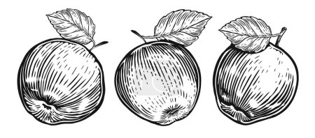 Téléchargez les illustrations : Pomme avec feuille. Dessins de fruits en style gravure vintage. Illustration dessinée à la main - en licence libre de droit