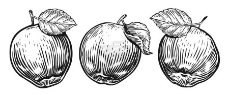 Ilustración de Manzana y hoja dibujadas a mano. Esbozo de conjunto de frutas. Ilustración en blanco y negro - Imagen libre de derechos