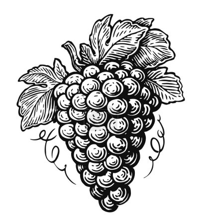 Téléchargez les illustrations : Bouquet dessiné à la main de vecteur de raisin. Croquis de vin de vigne. Illustration de gravure vintage noir et blanc pour le vin design - en licence libre de droit