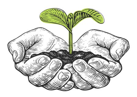 Illustration for Human hands holding young plant. Sketch vector. Hand open palm holds small green tree - Royalty Free Image