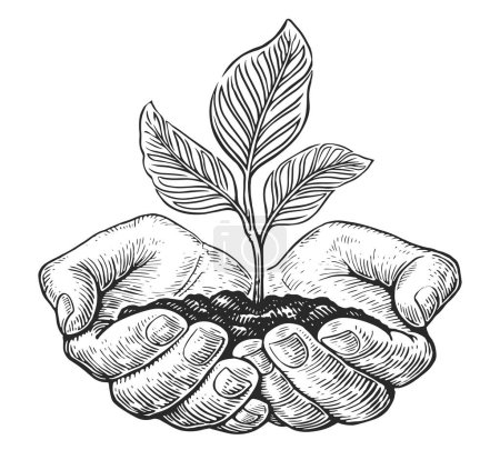 Illustration for Hands holding and caring growing sprout with leaves. Small young plant seedling in hands - Royalty Free Image