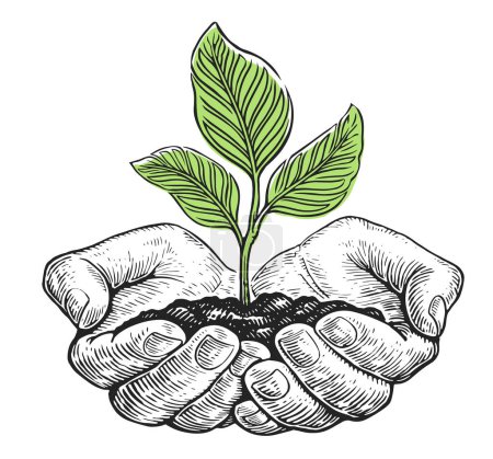 Illustration for Growing young green plant with leaves with ground in hands. Clipart sketch drawing. Human palms holding sprout - Royalty Free Image