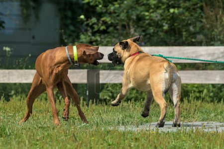 Foto de Dos perros juegan en un prado verde en un parque de la ciudad. Rhodesian Ridgeback y Bullmastiff juegan y se divierten juntos en un soleado día caluroso de verano. Mascotas activas y energéticas en la naturaleza. Cracovia, Polonia. - Imagen libre de derechos