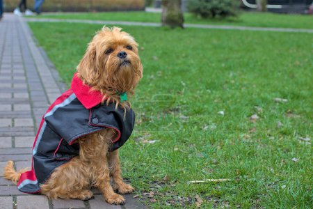 Perro belga decorativo Griffin en ropa de invierno para dar un paseo por el parque de la ciudad. Mascotas. Fondo borroso. Primer plano.