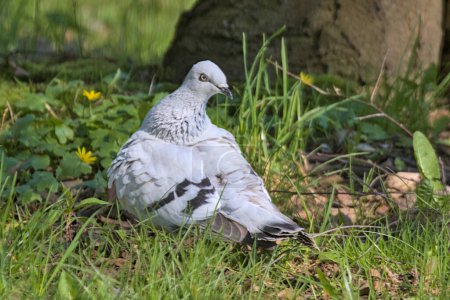 Téléchargez les photos : Une magnifique colombe blanche est à la recherche de nourriture dans le parc. Tourterelle glacée. Oiseaux urbains. - en image libre de droit