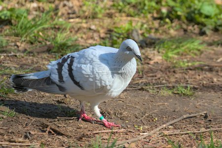 Téléchargez les photos : Une magnifique colombe blanche est à la recherche de nourriture dans le parc. Tourterelle glacée. Oiseaux urbains. - en image libre de droit