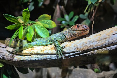 Northern caiman lizard (Dracaena guianensis) resting on a tree branch. This is a species of lizard that lives in South America. The body of the caiman lizard is similar to that of a crocodile.