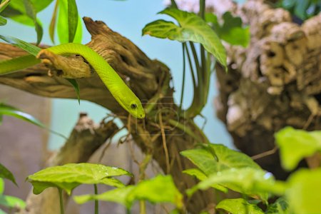 Foto de Mamba verde (Dendroaspis viridis), una serpiente venenosa que yace sobre una rama. Vida silvestre de África. - Imagen libre de derechos