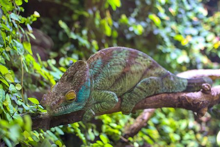 Photo for An adult Parson\'s chameleon climbs through tree branches. Madagascar wildlife animal. Blurred background of green leaves. - Royalty Free Image