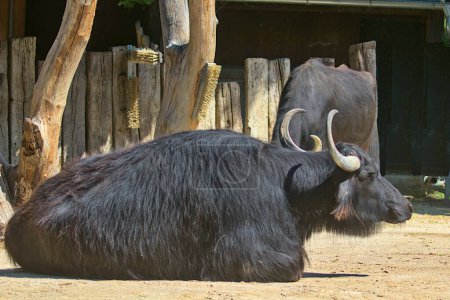 Foto de Búfalo doméstico de agua con cuernos grandes y piel negra. El búfalo de agua es un símbolo cultural de Tailandia. - Imagen libre de derechos
