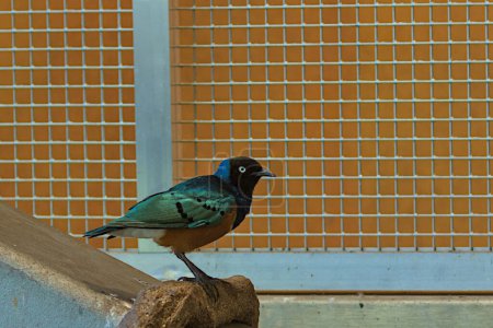 Foto de Hermoso pájaro estornino magnífico colorido. Los estorninos brillantes tienen plumaje de color azul, verdoso y violeta con un brillo metálico, el pecho y el vientre con un tinte amarillo, rojo. - Imagen libre de derechos