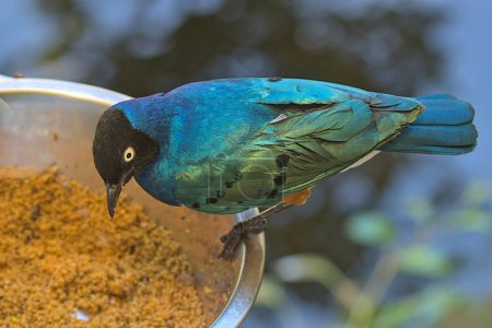 Foto de Hermoso pájaro estornino magnífico colorido. Los estorninos brillantes tienen plumaje de color azul, verdoso y violeta con un brillo metálico, el pecho y el vientre con un tinte amarillo, rojo. - Imagen libre de derechos