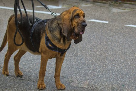 Foto de El sabueso de sangre es un perro grande con una mirada triste y leal, una raza de caza de perro. Un perro rastreador pasea por la acera en un paseo por la ciudad. - Imagen libre de derechos