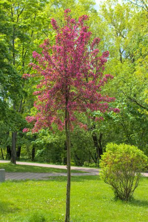 Photo for A Weeping Japanese Crabapple Tree in Full Bloom. Spring, city park. Kyiv. - Royalty Free Image