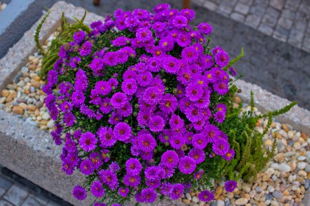 Purple perennial autumn aster flowers bloom in a city flowerbed. Street decoration close-up.