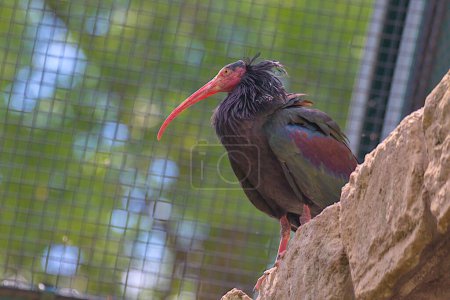 Ibis calvo natural de pie sobre una roca. El ibis del bosque, o ibis de montaña, es una de las dos especies no extintas de ibis calvo. La belleza de lo salvaje.