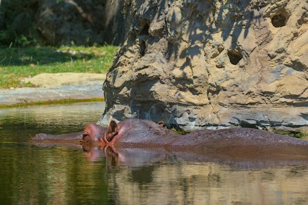 Gewöhnliches Nilpferd im Wasser. Porträt eines Amphibienflusspferdes. Diese gefährlichen großen Pflanzenfresser leben in der afrikanischen Savanne an Flüssen und Seen. Schönheit in der Natur.