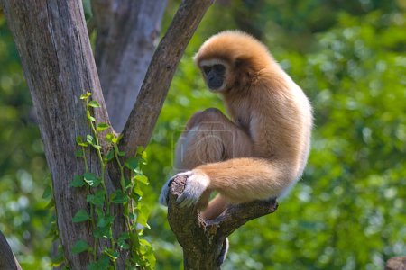 The great ape gibbon sits on the branches of a tree. A family of primates found in Southeast Asia.