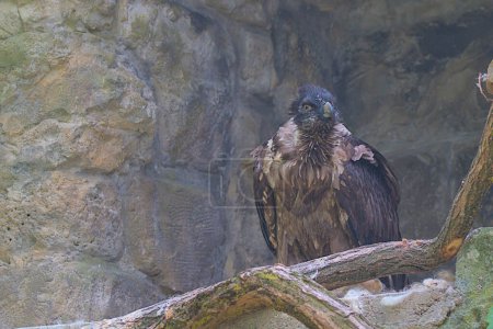 The bearded vulture, also known as the lammergeier and ossifrage, is a very large bird of prey. A large bird with a curved beak stands on a rock.