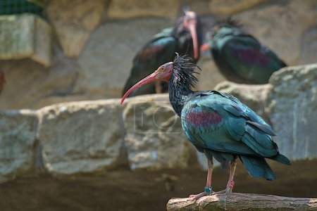 Natural bald ibis standing on a rock. The forest ibis, or mountain ibis, is one of two non-extinct species of bald ibis. The beauty of the wild.