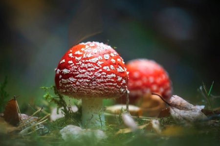 Photo for The perfect couple growing in a coniferous forest. Beautiful and poisonous mushrooms fly agaric. - Royalty Free Image
