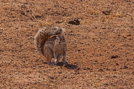 Téléchargez les photos : Le Cape Ground Squirrel Xerus inauris utilise sa queue duveteuse pour créer de l'ombre dans le soleil chaud du désert du Kalahari - en image libre de droit