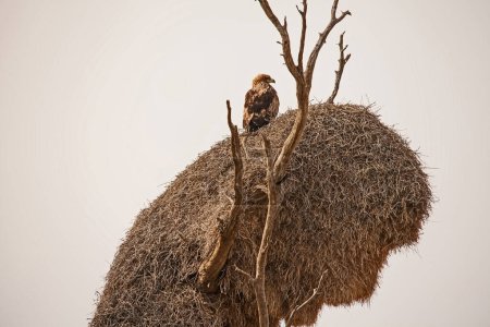 Foto de Águila tomando el sol temprano en la mañana en la cima de un nido de tejedores sociables en el Parque transfronterizo Kgalagadi. Sudafrica - Imagen libre de derechos