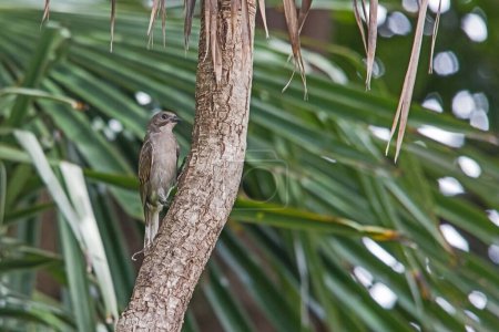 Photo for The Lesser Honeyguide (Indicator minor) is a brood parisite that parisites mainly Badbet - Royalty Free Image