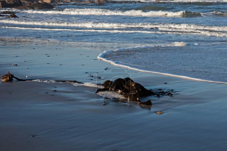 Téléchargez les photos : Sea Bamboo (Ecklonia maxima) washed up on a deserted Namaqualand beach - en image libre de droit