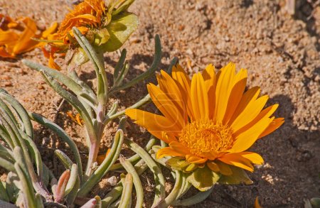 Photo for Bright yellow Namaqualand spring flowers of Cephalophylum procumbens in Namaqua National Park. South Africa - Royalty Free Image