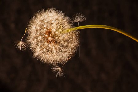Téléchargez les photos : Macro image de la boule de graines d'une plante de pissenlit, commence à répandre ses graines - en image libre de droit
