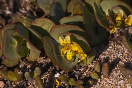 Photo for The yellow flowers of Roepera cordifolia on the Namaqualand westcoast. - Royalty Free Image
