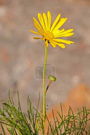 Foto de La flor amarilla de la Resina Gigante Bush (Euryops chrysanthemoides) en las montañas Cederberg, Provincia del Cabo Occidental. Sudafrica - Imagen libre de derechos