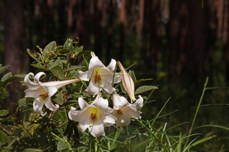 The St Josephs Lily Lilium formosanum, origanally from Taiwan, growing wild in a pine plantation in South Africa where it is an invasive plant.