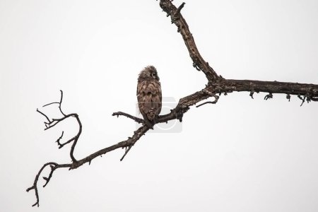 Foto de Un búho águila de Verreaux mojado (Bubo lacteus) posado sobre un árbol muerto, en una mañana lluviosa - Imagen libre de derechos