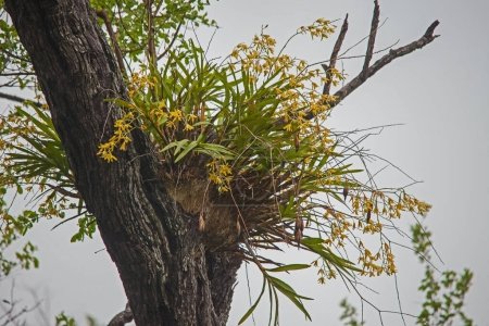Téléchargez les photos : Orchidée léopard (Ansellia africana) poussant sauvage dans le parc national Kruger, Afrique du Sud - en image libre de droit