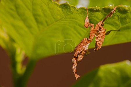 Photo for The ghost mantis (Phyllocrania paradoxa) is a small species of African mantis remarkable for its leaf-like body - Royalty Free Image