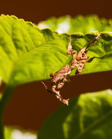 Photo for The ghost mantis (Phyllocrania paradoxa) is a small species of African mantis remarkable for its leaf-like body - Royalty Free Image
