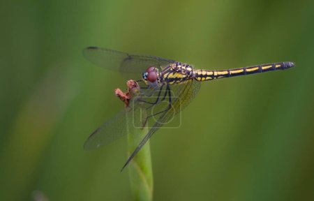 Photo for Macro image of a singe female Denim Dropwing (Trithemis donaldsoni) perched on a leaf - Royalty Free Image