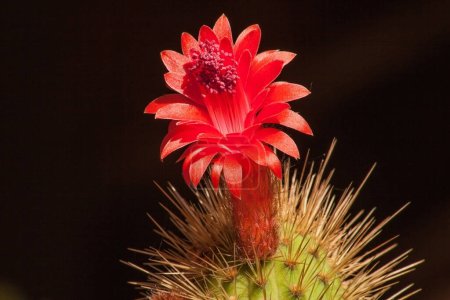 Foto de Imagen macro de una sola flor Cleistocactus samaipatanus aislada sobre un fondo negro - Imagen libre de derechos