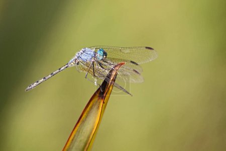Photo for A single Halfshade Dropwing (Trithemis aconita) perched on a leaf - Royalty Free Image