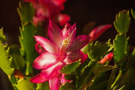 Foto de Imagen macro de una flor rosa de Schlumbergera - Imagen libre de derechos