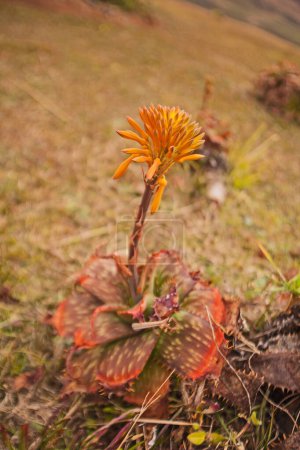El Jabón o Aloe de Cebra (Aloe maculata) en flor en el Drakensberg Sudáfrica