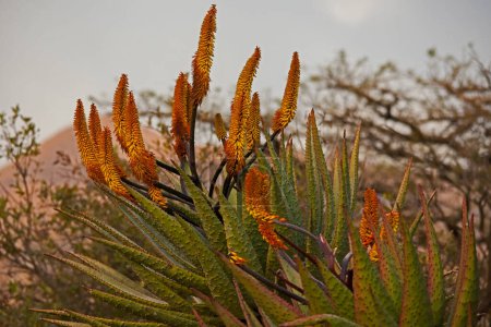 Téléchargez les photos : Aloe de montagne (Aloe ferox), anciennement connu sous le nom d'Aloe candelabrum, dans la section de Didima du parc de montagne transfrontalier uKahlamba - en image libre de droit