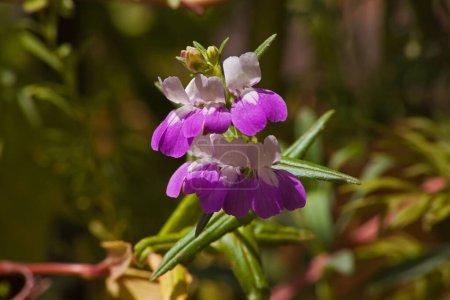 Photo for This wildflower is native to western North America from British Columbia to northern California where it grows in coniferous understory and woodland - Royalty Free Image