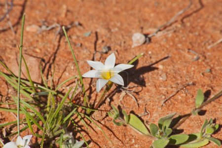 Romulea is a genus in the Iridaceae family of about 90 species that is found both in South Africa's Western- and Northern Cape Provinces  and in Southern Europe
